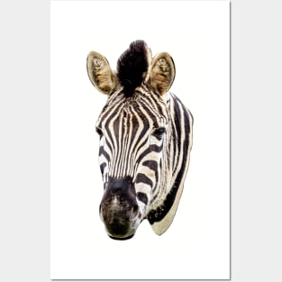 Zebra Head Posters and Art